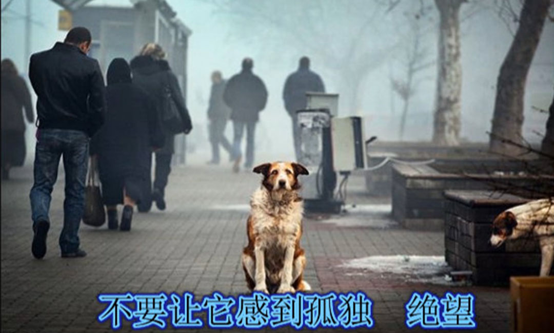 海南爱影圈微博微信转发案例